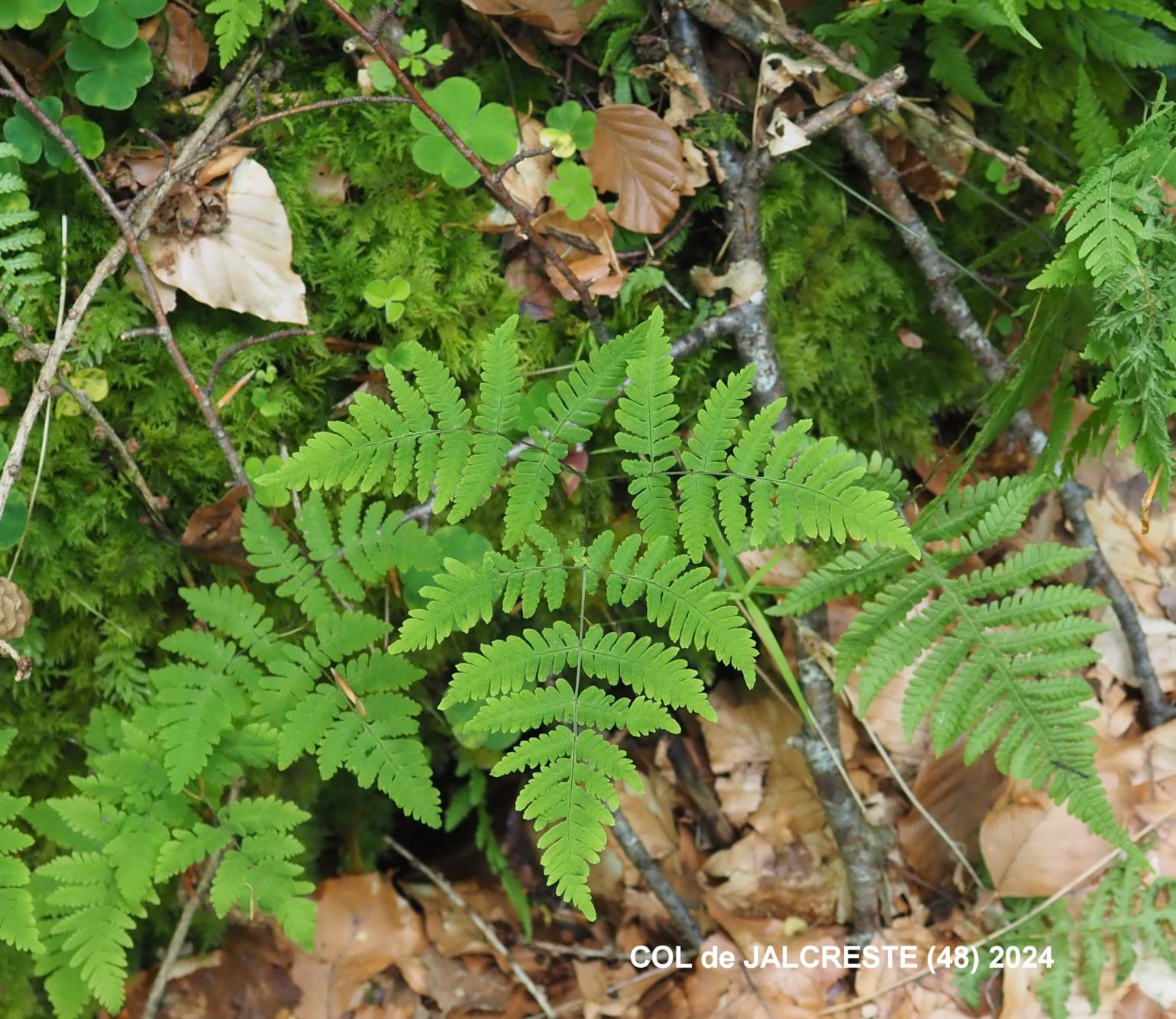 Fern, Oak